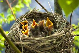 Nesting Birds of Barbara Brown Reserve